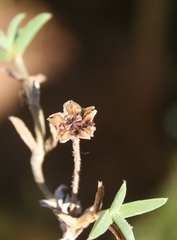 Trichodiadema gracile