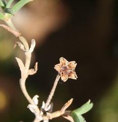 Trichodiadema gracile