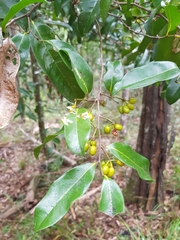 Huberantha nitidissima
