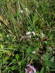 Asperula supina caespitans