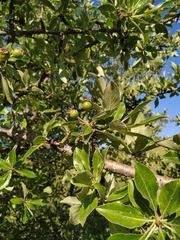 Pyrus nivalis