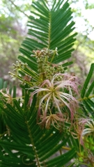 Albizia polyphylla image