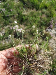 Asperula supina caespitans