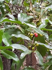 Huberantha nitidissima
