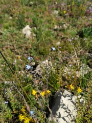 Myosotis lithospermifolia