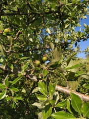 Pyrus nivalis