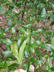 Huberantha nitidissima