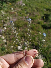 Myosotis lithospermifolia