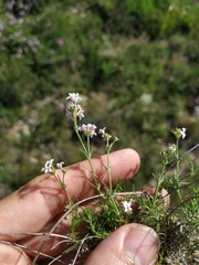 Asperula supina caespitans