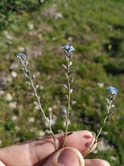 Myosotis lithospermifolia