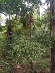 Huberantha nitidissima