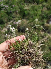 Asperula supina caespitans