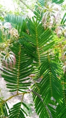 Albizia polyphylla image