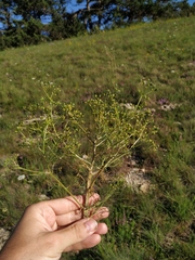 Trinia