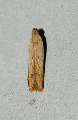 Mesophleps adustipennis