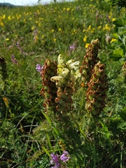 Pedicularis sibthorpii