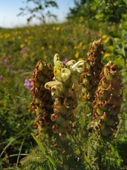 Pedicularis sibthorpii