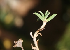 Trichodiadema gracile