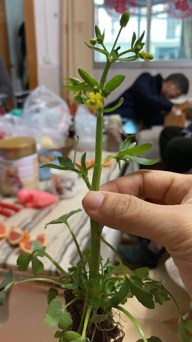 cursed crowfoot