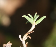 Trichodiadema gracile