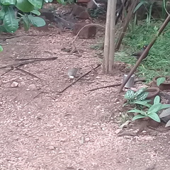 Acridotheres tristis melanosternus