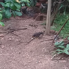 Acridotheres tristis melanosternus