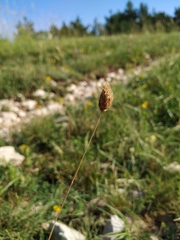 Alopecurus vaginatus