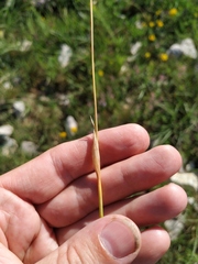 Alopecurus vaginatus