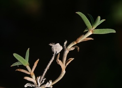 Trichodiadema gracile