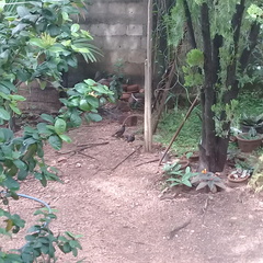 Acridotheres tristis melanosternus