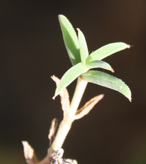 Trichodiadema gracile