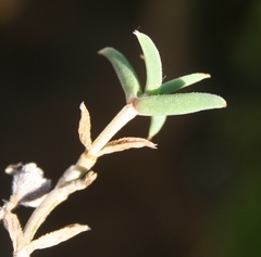 Trichodiadema gracile