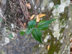 Celtis biondii