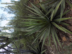 Agave albomarginata