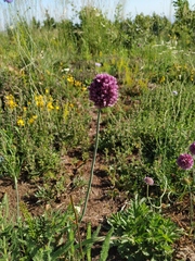 Allium rotundum jajlae