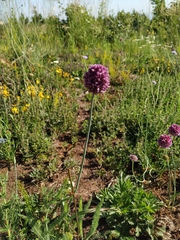 Allium rotundum jajlae