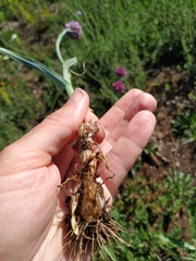 Allium rotundum jajlae