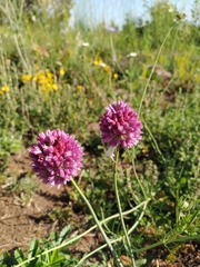 Allium rotundum jajlae