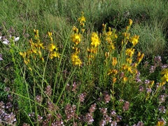 Hypericum linarioides