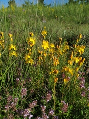 Hypericum linarioides