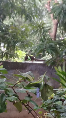 Acridotheres tristis melanosternus