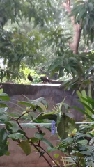 Acridotheres tristis melanosternus