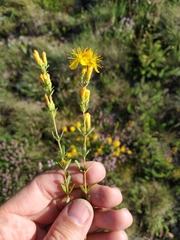 Hypericum linarioides