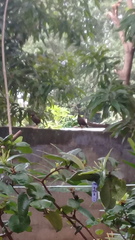 Acridotheres tristis melanosternus