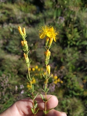 Hypericum linarioides