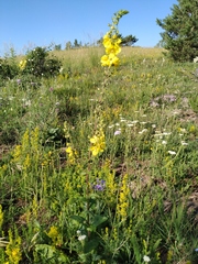 Verbascum spectabile