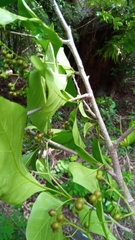 Ehretia meyersii