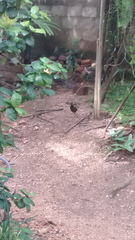 Acridotheres tristis melanosternus