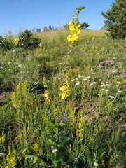Verbascum spectabile