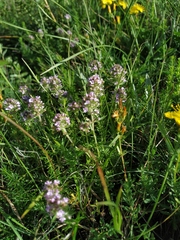 Thymus dzevanovskyi